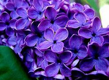 Load image into Gallery viewer, SUGAR SCRUB***Organic Orange Sugar Scrub 5-gal bucket (assorted flavors)